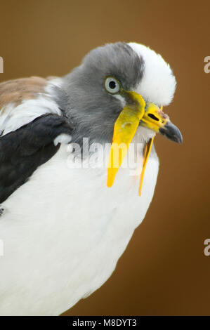 Bianco-guidato pavoncella (Vanellus albiceps), San Diego Wild Animal Park, California Foto Stock