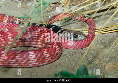 Coachwhip rosso (Coluber flagello piceus), lo Zoo di San Diego, il Balboa Park, San Diego, California Foto Stock