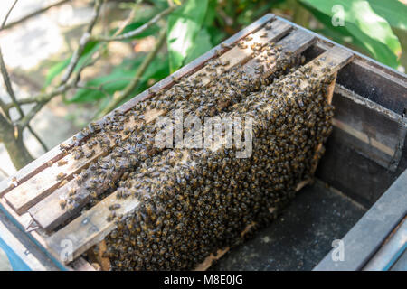 Nido coperto di api in un alveare, Vietnam Foto Stock