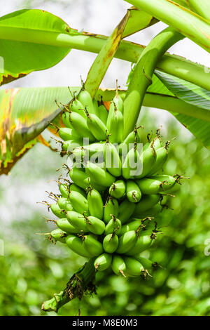 Le banane che cresce su un albero, Vietnam Foto Stock