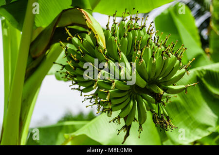 Le banane che cresce su un albero, Vietnam Foto Stock