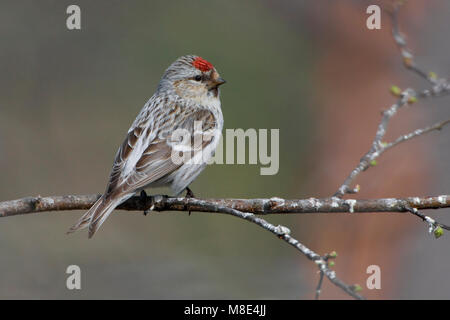 Witstuitbarmsijs op een takje; Arctic Redpoll appollaiato su un ramoscello Foto Stock