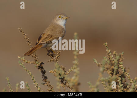 In Woestijngrasmus lage struikjes deserto asiatico Trillo è di macchia bassa Foto Stock