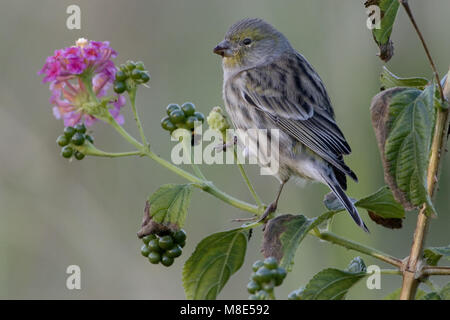 Atlantic Canary appollaiato sul ramo; Kanarie zittend op tak Foto Stock