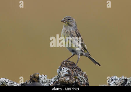 Atlantic Canary appollaiato sulla roccia; Kanarie zittend op marcisce Foto Stock