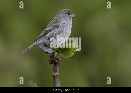 Atlantic Canary appollaiato sul ramo; Kanarie zittend op tak Foto Stock