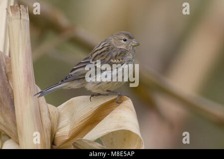 Atlantic Canary capretti appollaiato sulla lamina; Kanarie onvolwassen zittend op blad Foto Stock