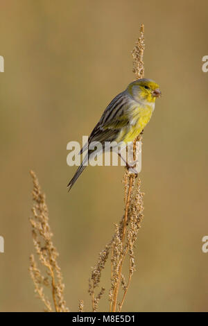 Mannetje Kanarie; maschio Canarie Atlantico Foto Stock