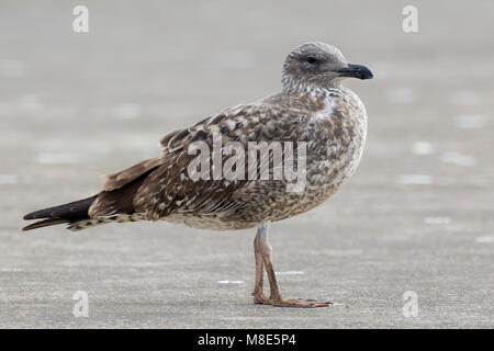 Onvolwassen Atlantische geelpootmeeuw, immaturi Atlantic giallo-Gabbiano zampe Foto Stock