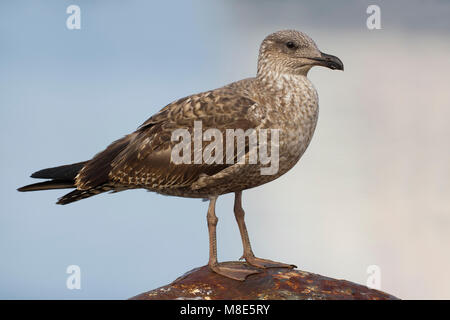 Onvolwassen Atlantische geelpootmeeuw, immaturi Atlantic giallo-Gabbiano zampe Foto Stock