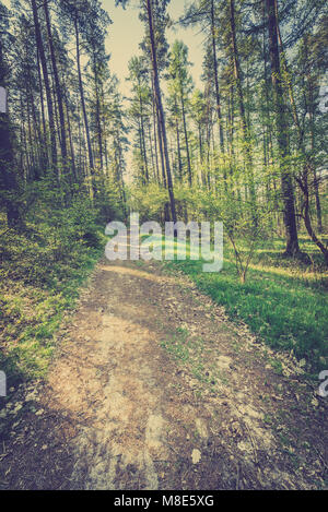 Immagine della strada nella foresta di pini, vintage foto scattata in Polonia in primavera, paesaggio Foto Stock