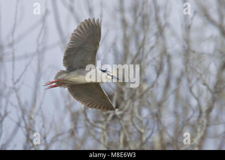 Nitticora adulto battenti; Kwak volwassen vliegend Foto Stock