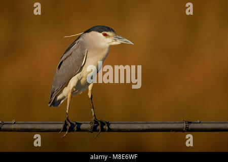 Kwak staand adulti; Nitticora adulto appollaiato Foto Stock