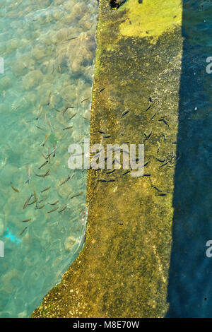 Gregge di piccoli pesci al molo che mangia pangrattato Foto Stock