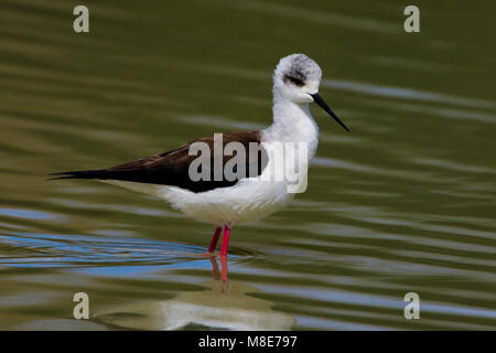 Wadende juveniele Steltkluut; capretti Black-winged Stilt wading Foto Stock