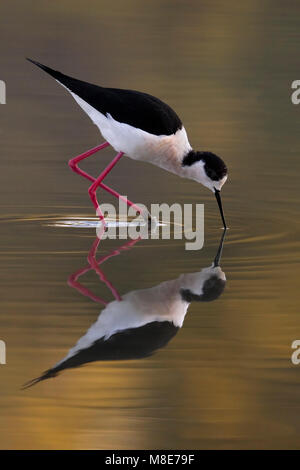 Mannetje Volwassen Steltkluut; maschio adulto Black-winged Stilt Foto Stock