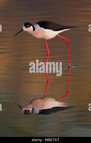 Mannetje Volwassen Steltkluut; maschio adulto Black-winged Stilt Foto Stock