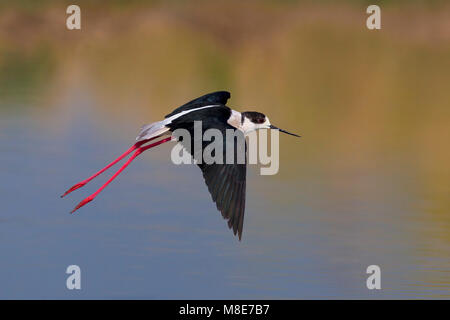 Mannetje Volwassen Steltkluut; maschio adulto Black-winged Stilt Foto Stock