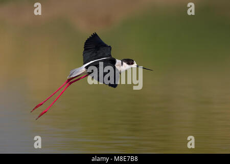 Mannetje Volwassen Steltkluut; maschio adulto Black-winged Stilt Foto Stock