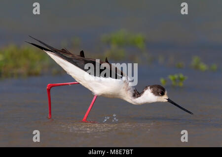 Mannetje Volwassen Steltkluut; maschio adulto Black-winged Stilt Foto Stock