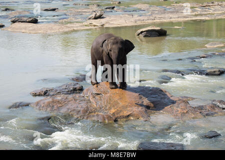 Grandi elefanti asiatici rilassante, balneazione e attraversando il fiume tropicale. Splendidi animali nella natura selvaggia di Sri Lanka Foto Stock