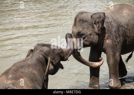 Grandi elefanti asiatici rilassante, balneazione e attraversando il fiume tropicale. Splendidi animali nella natura selvaggia di Sri Lanka Foto Stock