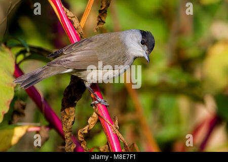 Mannetje Zwartkop; maschio CAPINERA Foto Stock