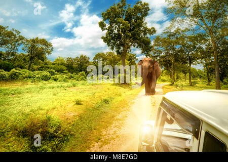 Esplorare la vita di elefanti selvatici e la splendida natura paesaggio di jeep safari nel parco nazionale Yala, Sri Lanka Foto Stock