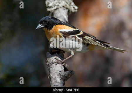 Mannetje tenere zomerkleed op een tak; maschio Brambling in estate piumaggio appollaiato su un ramo Foto Stock