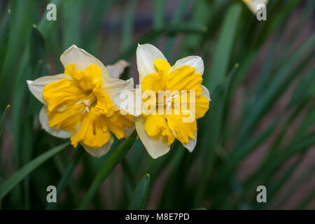 "Chanterelle' Butterfly daffodil, Påsklilja (Narcissus pseudonarcissus) Foto Stock