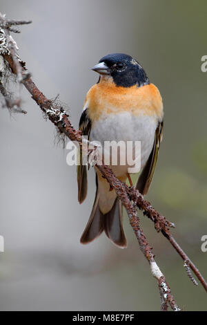 Mannetje tenere zomerkleed op een tak; maschio Brambling in estate piumaggio appollaiato su un ramo Foto Stock