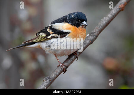 Mannetje tenere zomerkleed op een tak; maschio Brambling in estate piumaggio appollaiato su un ramo Foto Stock