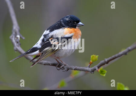 Mannetje tenere zomerkleed op een tak; maschio Brambling in estate piumaggio appollaiato su un ramo Foto Stock