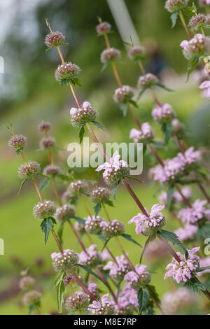 Gerusalemme Salvia, Röd lejonsvans (Phlomis tuberosa) Foto Stock