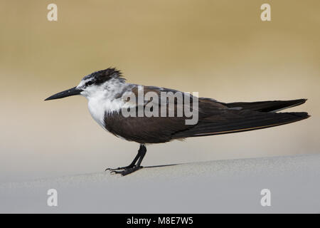 In Brilstern zit; imbrigliati Tern appollaiato Foto Stock