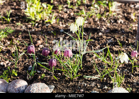 Snake head fritillary, Kungsängslilja (Fritillaria meleagris) Foto Stock