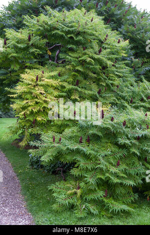 La Staghorn Sumach, Rönnsumak (Rhus typhina) Foto Stock