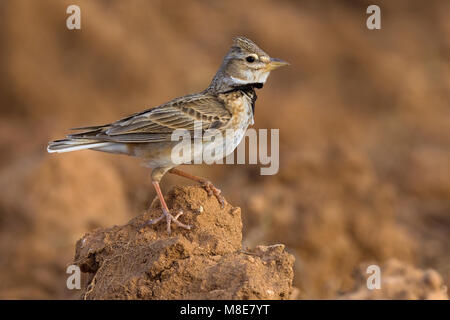 Kalanderleeuwerik zittend op marcisce; Calandra Lark appollaiato sulla roccia Foto Stock