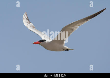 Reuzenstern adulte in vlucht; adulto Caspian Tern in volo Foto Stock