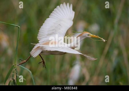 Koereiger volwassen vliegend incontrato tak; airone guardabuoi adulto battenti con ramo Foto Stock