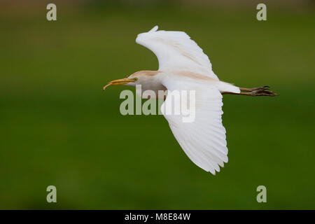 Koereiger volwassen vliegend incontrato tak; airone guardabuoi adulto battenti con ramo Foto Stock