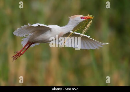 Koereiger volwassen vliegend incontrato tak; airone guardabuoi adulto battenti con ramo Foto Stock