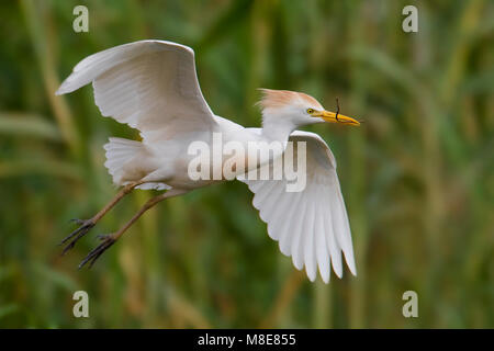 Koereiger volwassen vliegend incontrato tak; airone guardabuoi adulto battenti con ramo Foto Stock