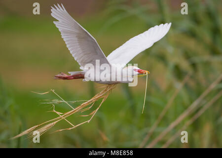 Koereiger volwassen vliegend incontrato tak; airone guardabuoi adulto battenti con ramo Foto Stock