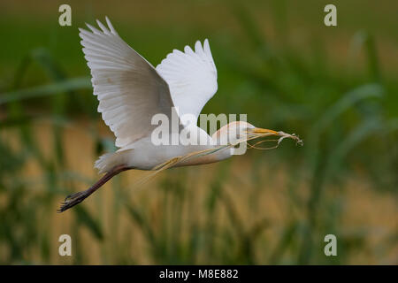 Koereiger volwassen vliegend incontrato tak; airone guardabuoi adulto battenti con ramo Foto Stock