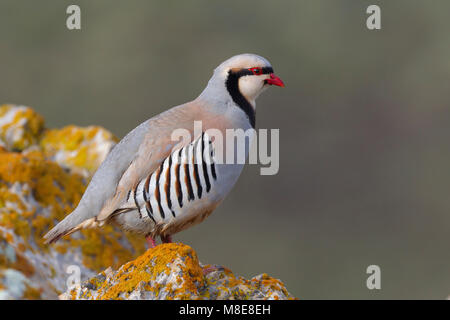 Aziatische Steenpatrijs staand op marcisce, Chukar arroccato al rock Foto Stock