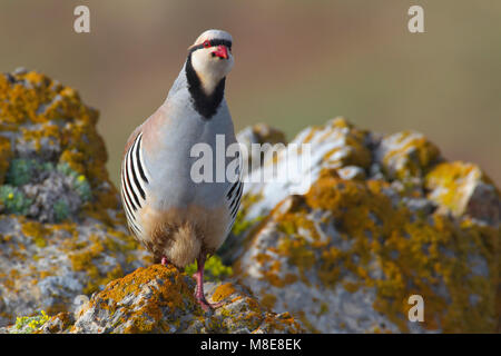 Aziatische Steenpatrijs staand op marcisce, Chukar arroccato al rock Foto Stock