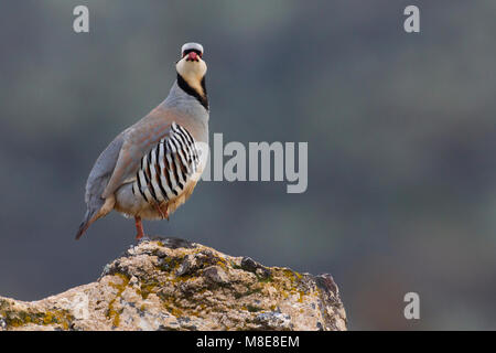 Aziatische Steenpatrijs staand op marcisce, Chukar arroccato al rock Foto Stock