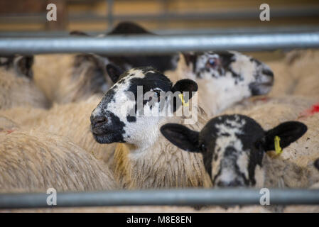 Pecore in penne ad asta Hawes mart, Hawes, North Yorkshire. Foto Stock