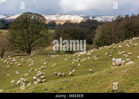 Pecore in un campo, Whitewell, Clitheroe, Lancashire. Foto Stock